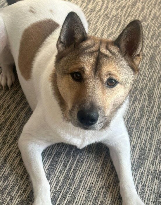 見つめる福くん