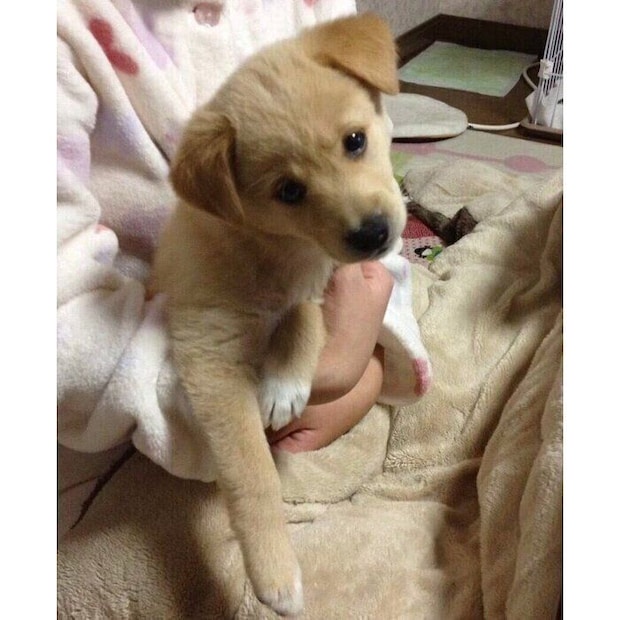 お迎えしたばかりのころに撮影したメリーちゃん