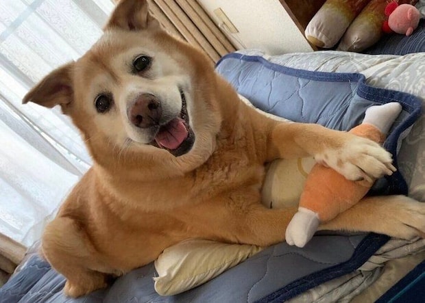 おもちゃが好きなメリーちゃん