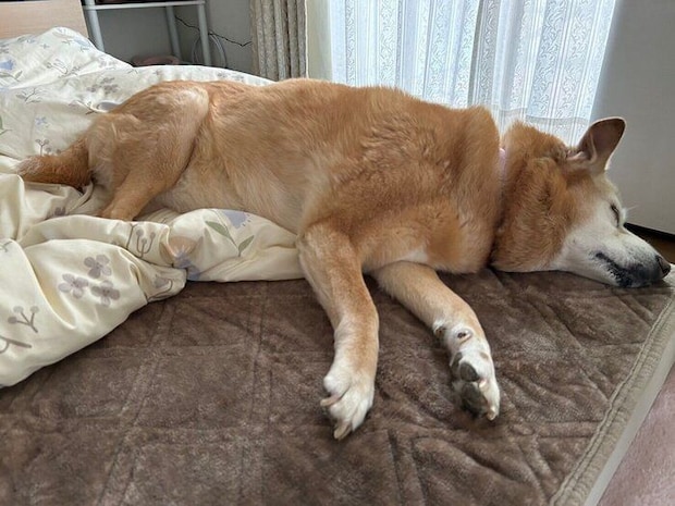 スヤスヤ眠るメリーちゃん