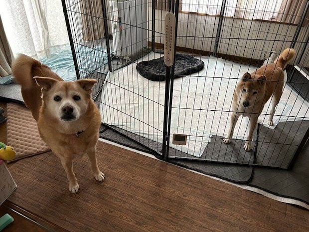 預かりをしていた金平糖くん(こんちゃん)とメリーちゃん