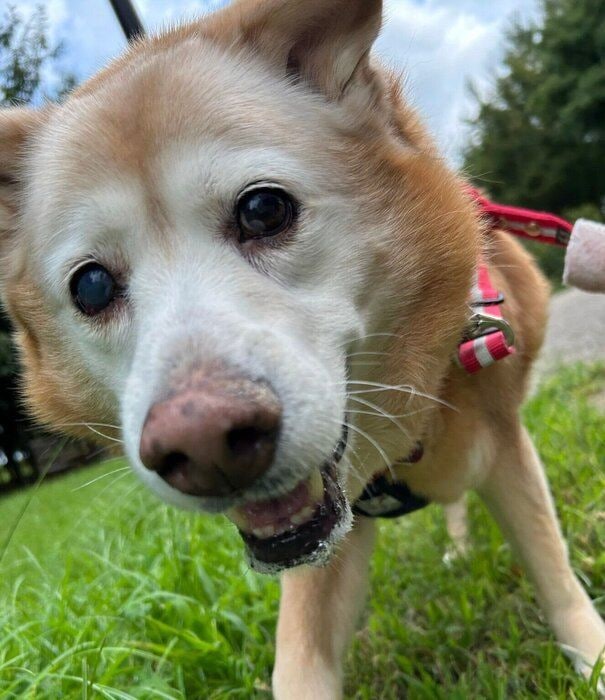 元気に散歩するメリーちゃん