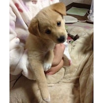 ダンボール箱に入った状態で保護された子犬が13才に　一緒に過ごした日々は、飼い主さんにとって「宝物」に