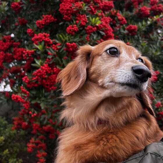 犬が老いると増えることは? 犬の老いの変化やサインにどう向き合う? いぬのきもち