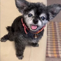 犬が老いると増えることは？ 犬の老いの変化やサインにどう向き合うか獣医師が解説