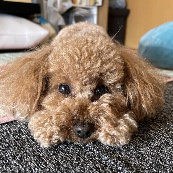 カメラ目線のかわいい表情 トイ・プードル