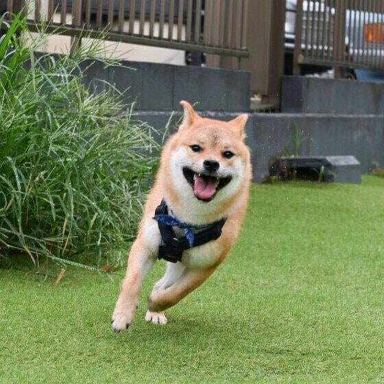 元気に走る柴犬 いぬのきもち