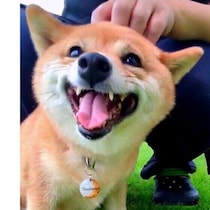 犬が嬉しい・喜んでいるときの4つのサイン　犬の気持ちを探るポイントとは