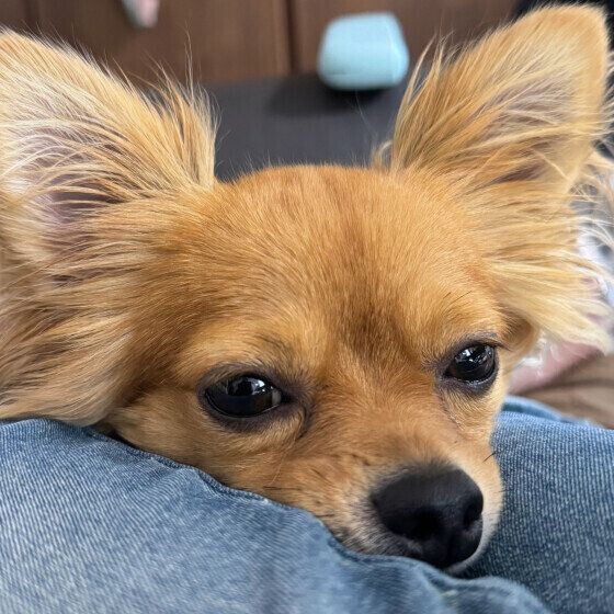 チワワ リオ 常にピッタリ