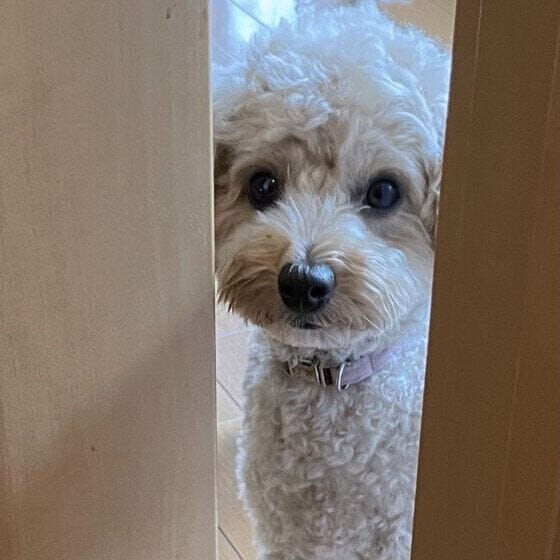 トイ・プードル こちらを見つめるむぎ