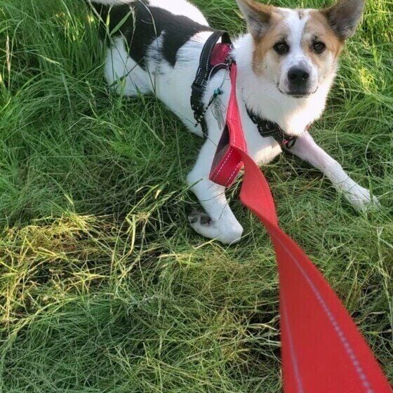 Mix(雑種)中型犬 この後大暴れ