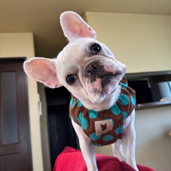 フレンチ・ブルドッグ ソファーの上からあざとく