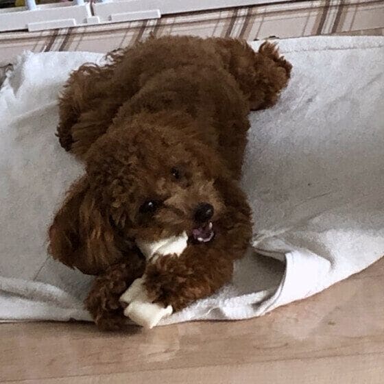 トイ・プードル 歯磨きガムを噛む