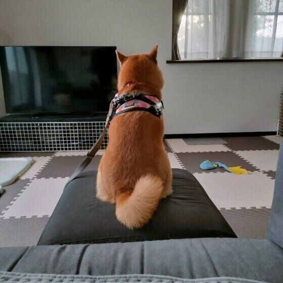 柴 柴犬くるみの後ろ姿