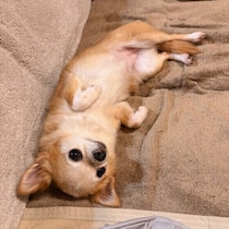 犬が信頼している人に見せるサイン　あなたへの愛情サインを見逃さないで