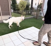 パパとお庭で遊ぶホワイトシェパード　最初は興味がなかったボールキャッチも、だんだんできるように！