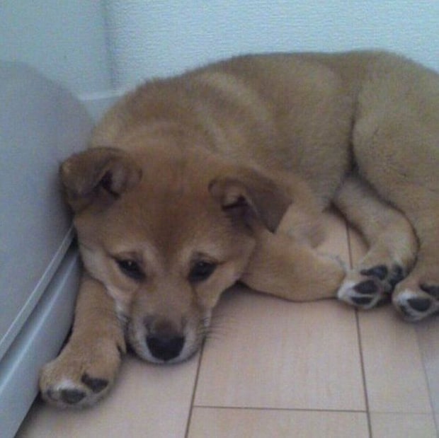 お迎え初日の柚ちゃん