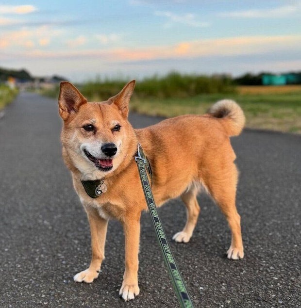 散歩を楽しむ柚ちゃん