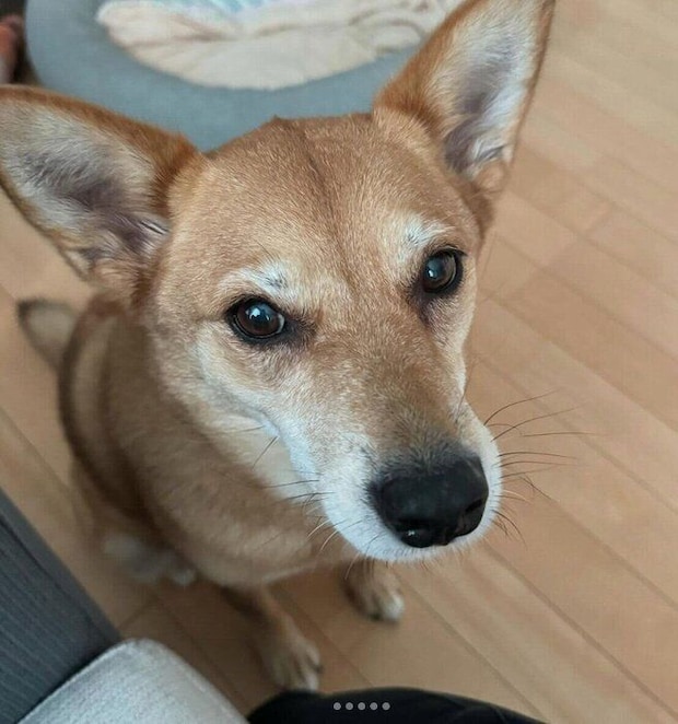 見つめる柚ちゃん