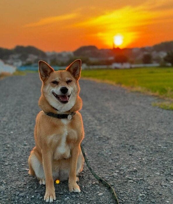 散歩中に笑顔を見せる柚ちゃん