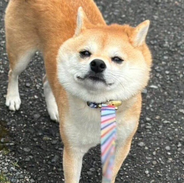 拒否柴をするモモちゃん