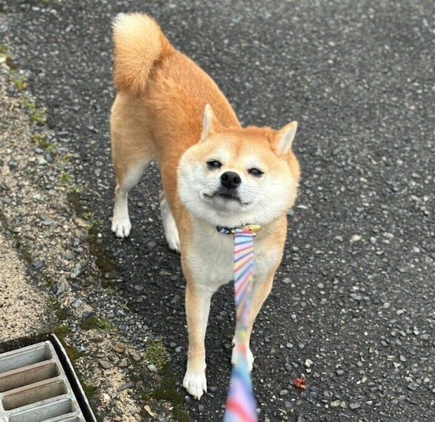 拒否柴をするモモちゃん