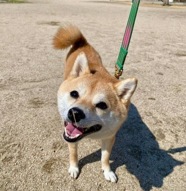 楽しそうに散歩するモモちゃん