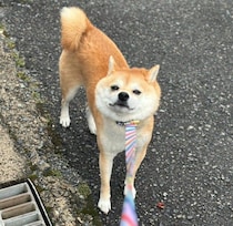 散歩中に誰にも会えず、家の前で5分以上“拒否柴”する犬　行動から読み取れる心理は｜獣医師解説