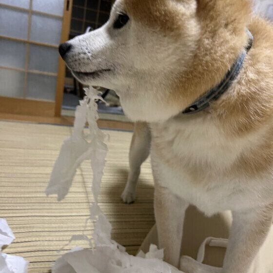 柴 だいず アゴ髭