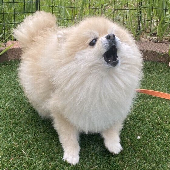ポメラニアン こむぎ 吠える