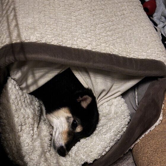 柴 福丸 僕もう寝るね