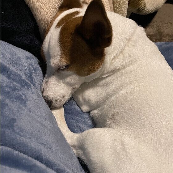 ジャック・ラッセル・テリア 明日叶