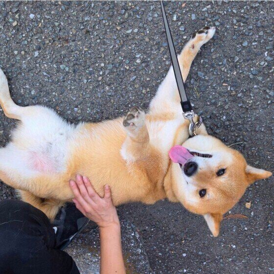 柴 撫でられると嬉しさアップ