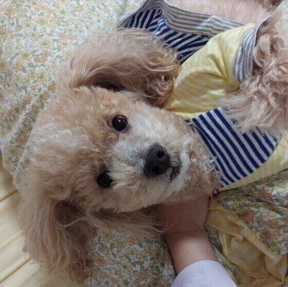 トイ・プードル もっとなでなで~