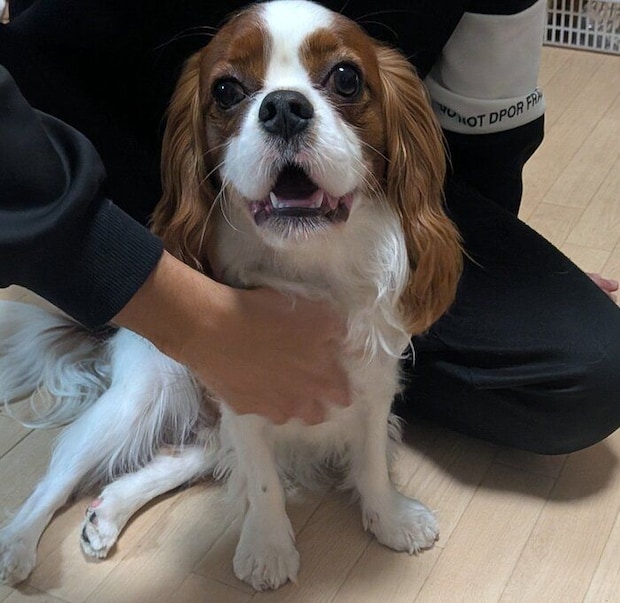 座っているキャバリア・キング・チャールズ・スパニエル