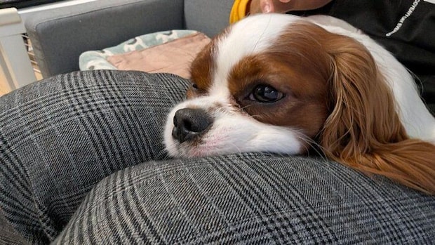 飼い主の膝の上でくつろぐキャバリア・キング・チャールズ・スパニエル