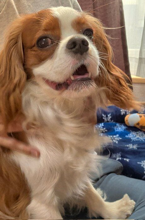 飼い主に撫でられているキャバリア・キング・チャールズ・スパニエル