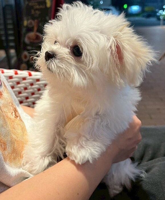 “赤ちゃん感”が可愛らしいみみちゃん