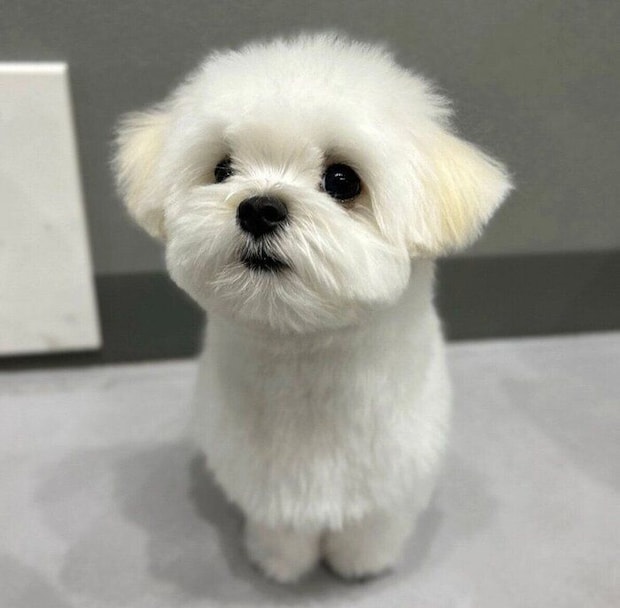 “エリンギの妖精さん”