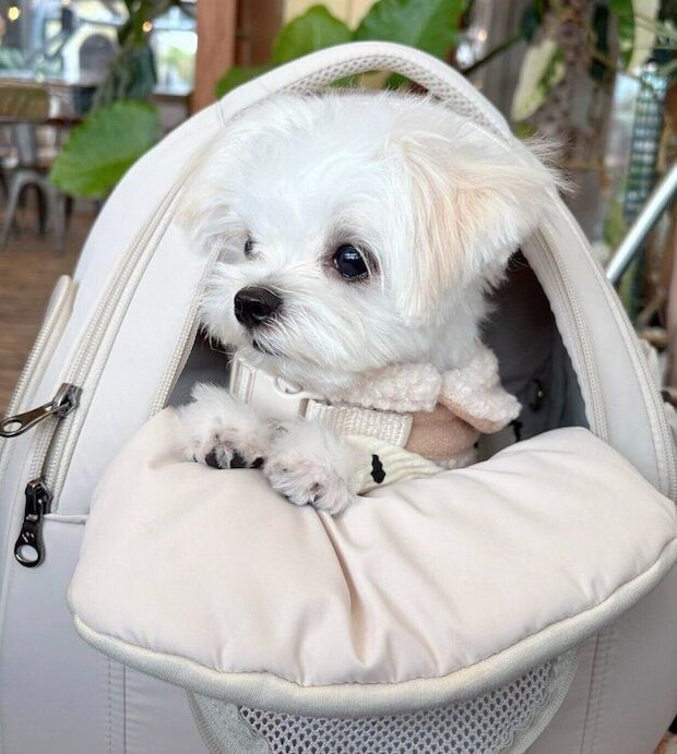 お出かけを楽しむみみちゃん