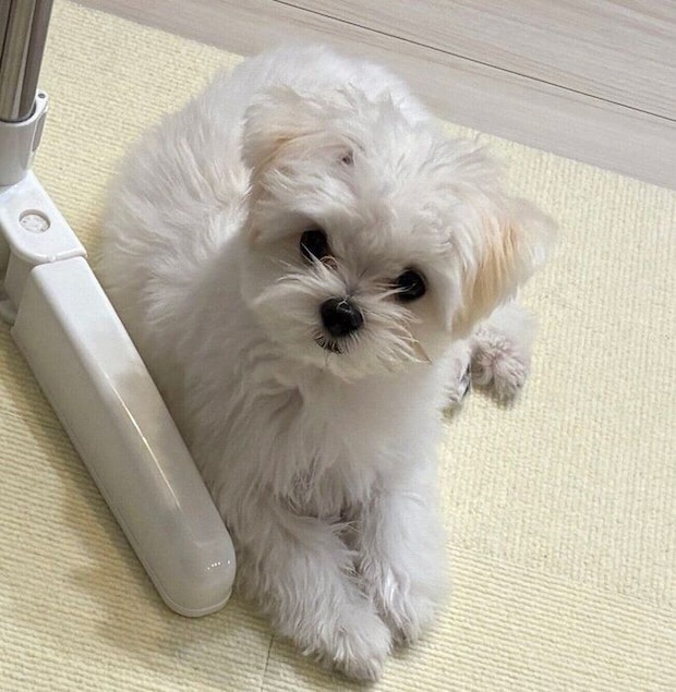 見つめるみみちゃん