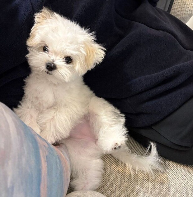 ポーズをとるみみちゃん