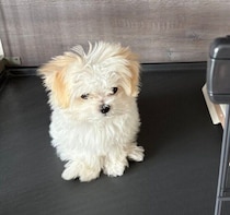 “ちんまり”を体現するあどけない子犬　生後6カ月の今は、人も犬も大好きな“陽キャ犬”に成長！