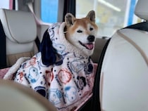 ハイシニアになってツンデレからデレデレに進化した柴犬マロたん。