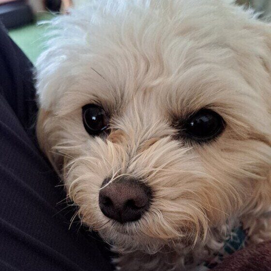 人に寄り添う小型Mix犬