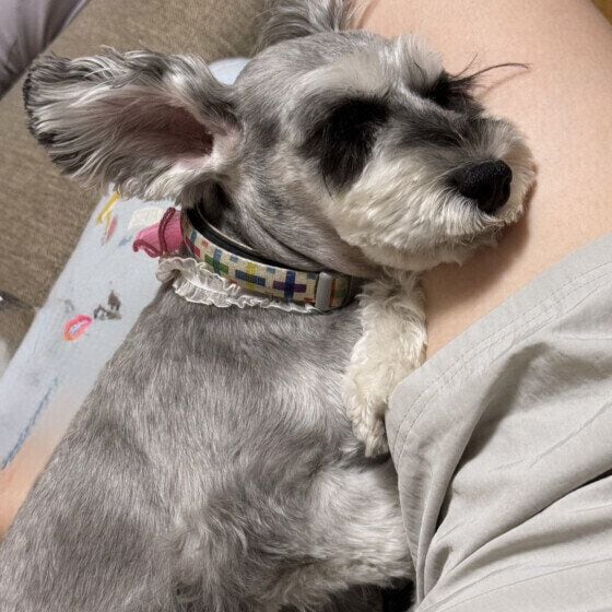 リラックスするミニチュア・シュナウザー