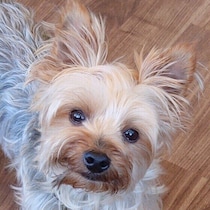 犬が人にやさしい5つの理由　愛犬が愛情を示す理由を知ろう