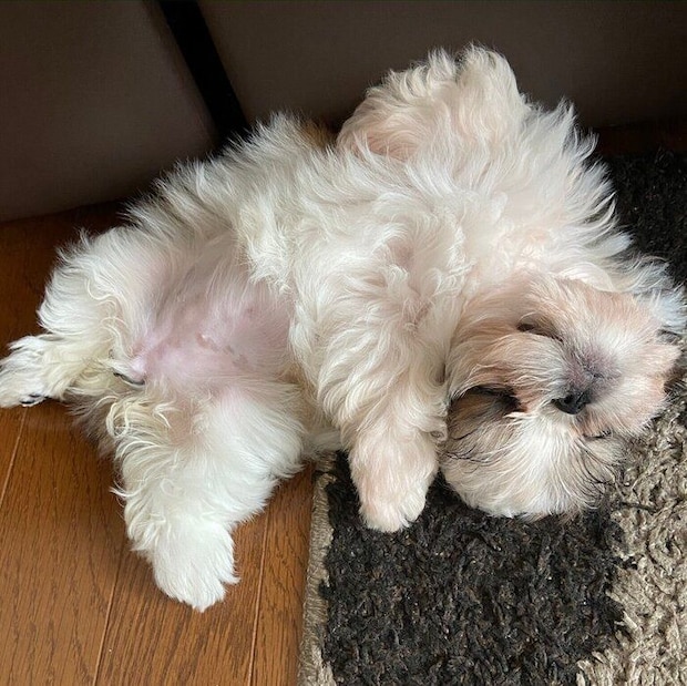 違う角度から見たあおむけに眠るメルちゃん