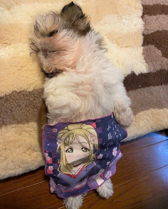 飼い主さんにタオルをかけてもらうメルちゃん