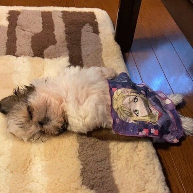 おなかを冷やさないようにタオルをかけてもらうメルちゃん